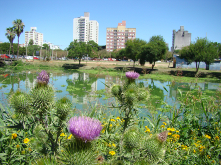 soleado laguna.jpg