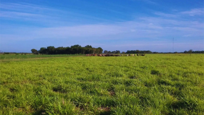 Pautas para seleccionar pasturas que maximicen la producción ganadera