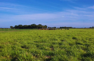 Pautas para seleccionar pasturas que maximicen la producción ganadera