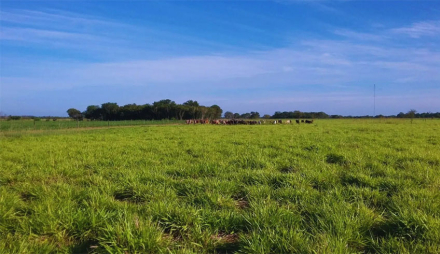 pasturas.jpg