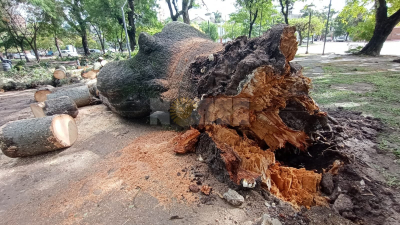 Árboles caídos en la capital chaqueña luego del temporal