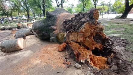 arbol caido octubre 1.jpg