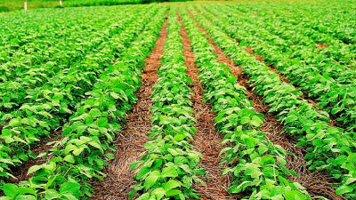 Del algodón a la soja: revelan la transformación del campo chaqueño