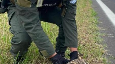 Gendarmes rescatan un búho sobre ruta nacional 11
