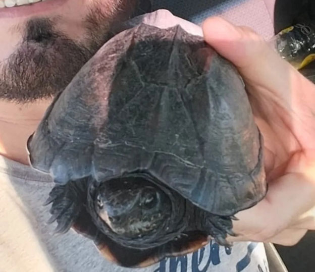 tortuga.jpg