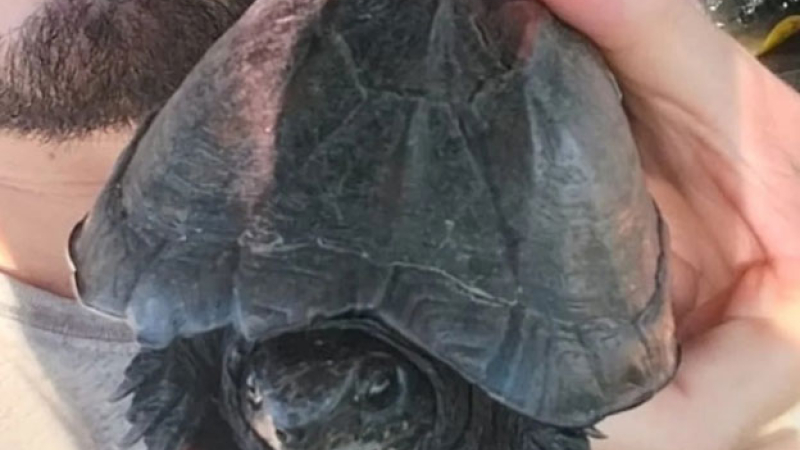 Registran por primera vez en el Este del Chaco una tortuga escorpión