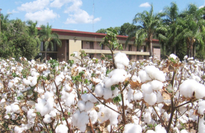 Agrónomos alertan sobre los daños a la producción si desmantelan el INTA