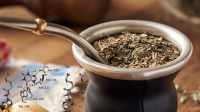 Se descifró el genoma de la yerba mate que servirá para desarrollar variedades resistentes