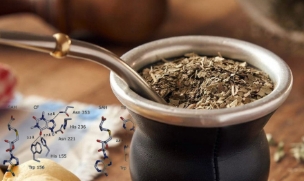 yerba11.jpg