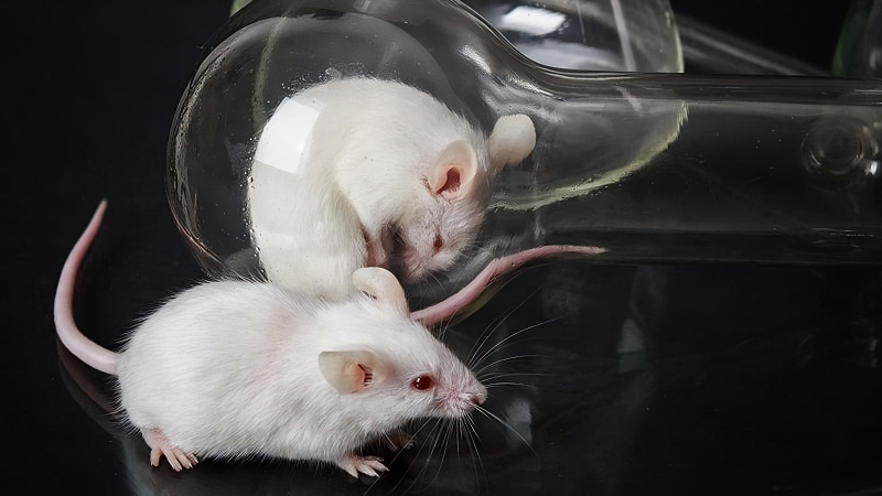 Crean el primer ratón con dos padres machos capaz de alcanzar la edad adulta