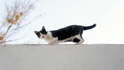 Qué hacen los gatos cuando salen de casa