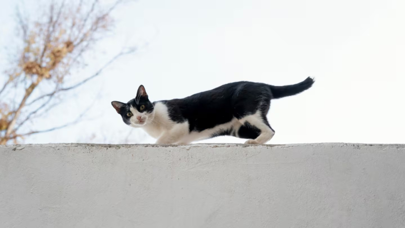 Qué hacen los gatos cuando salen de casa