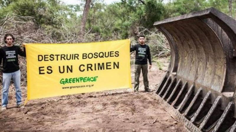 Greenpace va a la Corte por la deforestación en el Chaco y en Salta