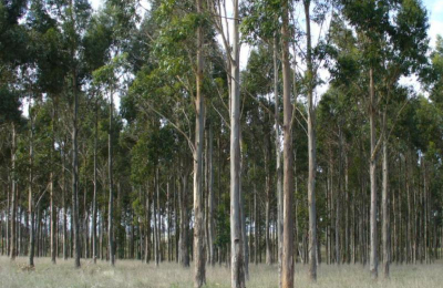 Evaluaron especies de eucaliptos para fortalecer la producción