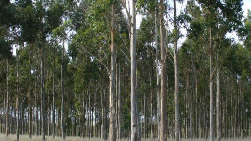 Evaluaron especies de eucaliptos para fortalecer la producción