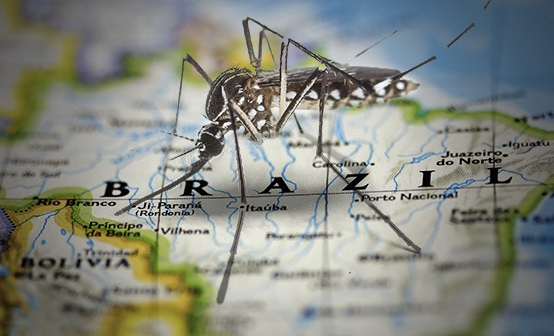 dengue.jpg