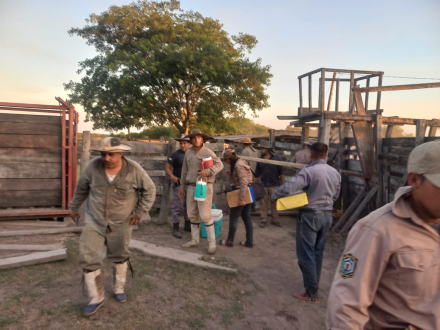 vacas3.jpg