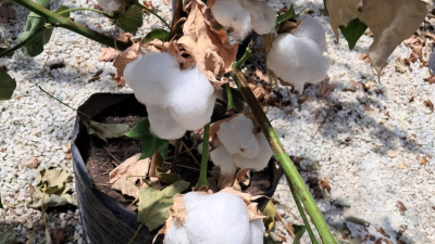 "Arandú", la semilla que se le planta firme al calor y a la falta de humedad