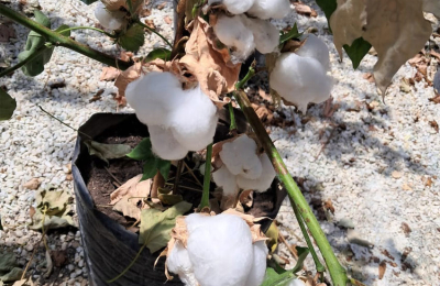 "Arandú", la semilla que se le planta firme al calor y a la falta de humedad