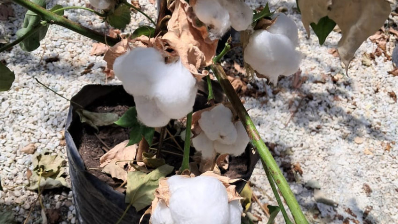 "Arandú", la semilla que se le planta firme al calor y a la falta de humedad
