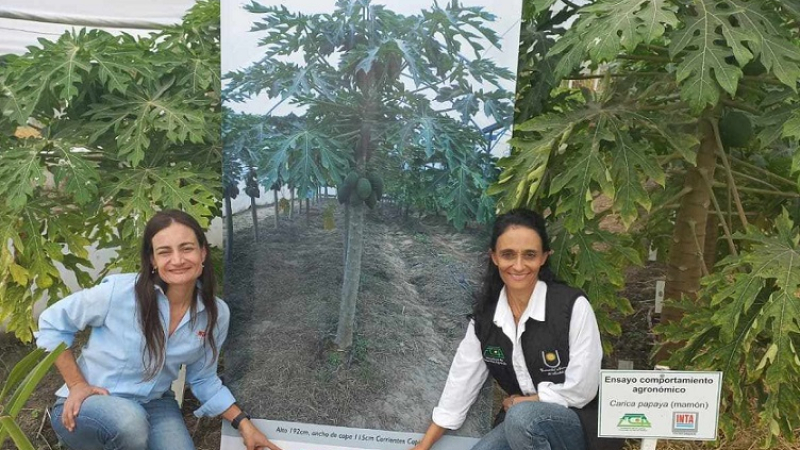 Mamón: elaboran un manual para potenciar la producción regional