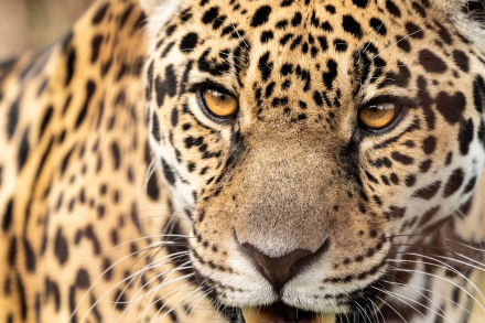 Yaguarete - Malú - Sebastian Navajas - Rewilding Argentina -1237.jpg