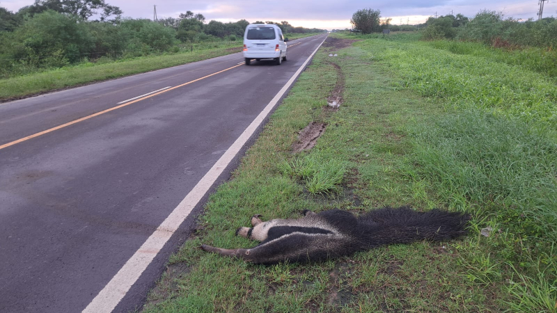 Otro oso hormiguero muere embestido en la ruta nacional 95