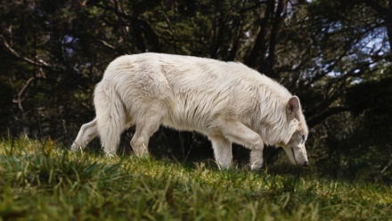 lobo huargo.jpg