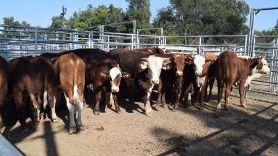 Confirman casos de rabia paresiante en Las Breñas