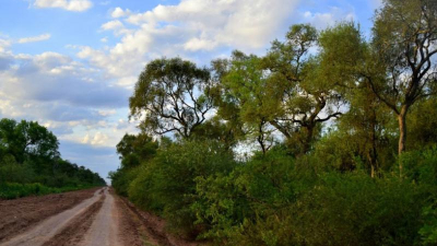 "Se deforesta para reemplazar por soja o pasturas, que destruyen el ecosistema"