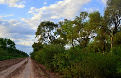 "Se deforesta para reemplazar por soja o pasturas, que destruyen el ecosistema"