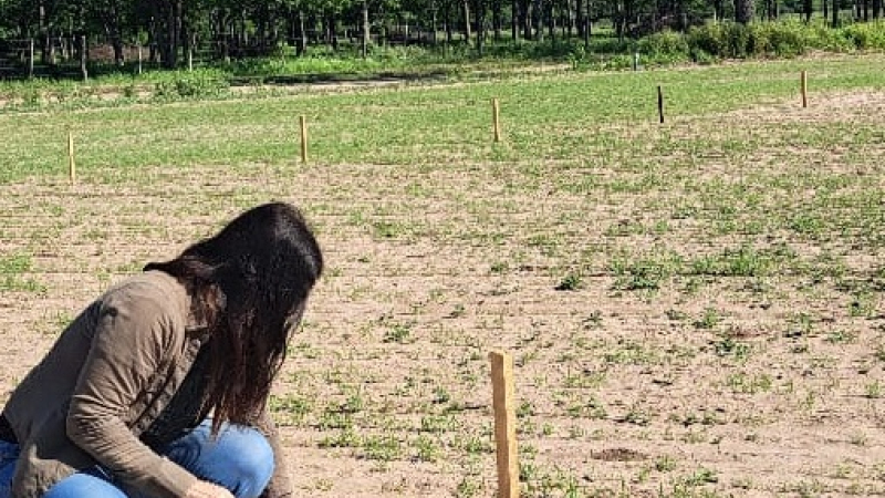 Evalúan el potencial de una gramínea forrajera y los desafíos agronómicos en la región