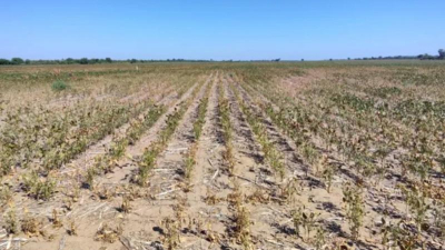 Las expectativas para salir de la sequía se trasladaron a la primavera