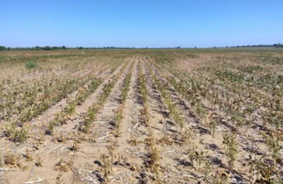 Las expectativas para salir de la sequía se trasladaron a la primavera