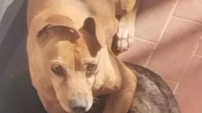 Buscan a Clemen: está perdido desde el jueves 1 de mayo