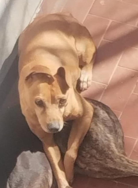 perro dos.jfif
