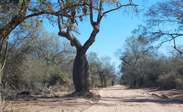 bosques.jpg
