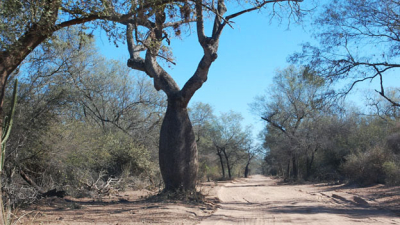 El impacto de la variación en la superficie de bosques nativos