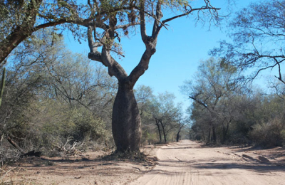 El impacto de la variación en la superficie de bosques nativos