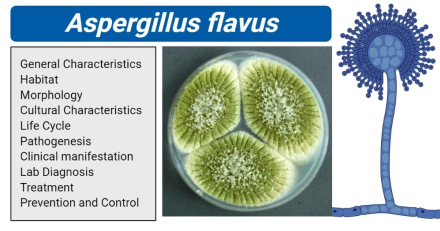 Aspergillus-flavus.jpg