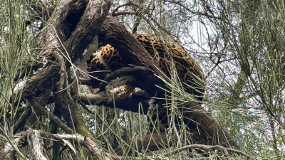 Liberaron a una yaguareté en el Parque Nacional El Impenetrable