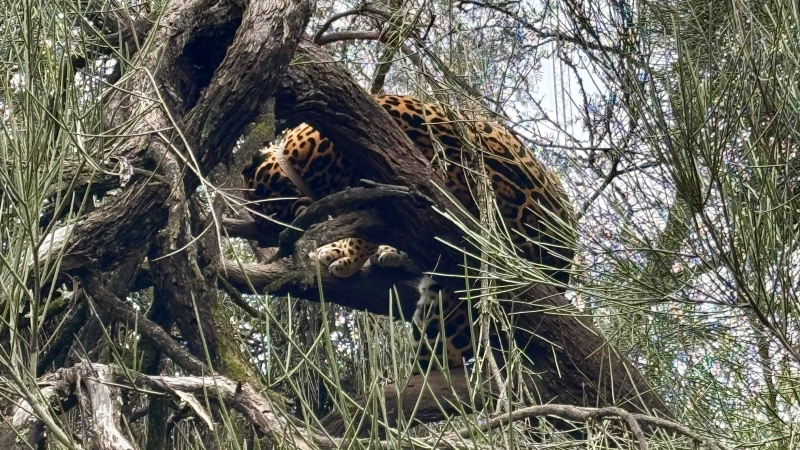 Liberaron a una yaguareté en el Parque Nacional El Impenetrable