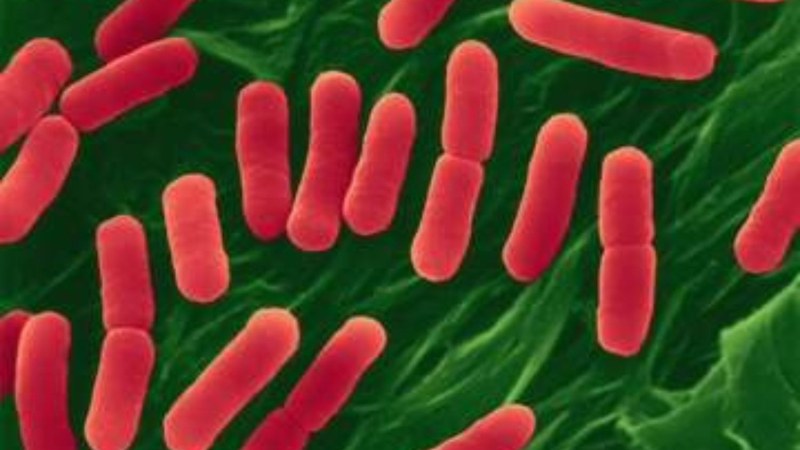 Cómo la E. coli podría convertirse en nuestra nueva fábrica de paracetamol