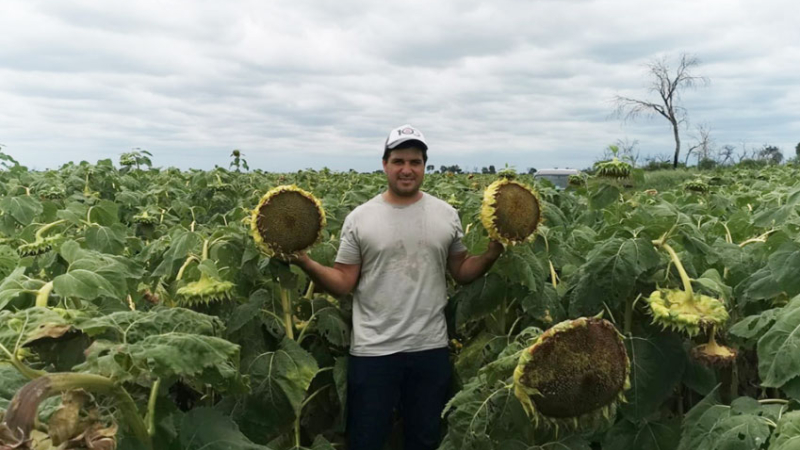 "Sembrar girasol implica dinamizar la economía hacia fin de año"