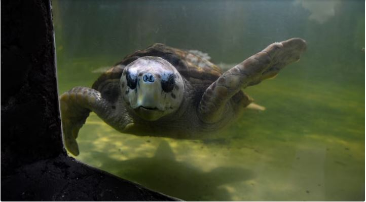 tortugo Jorge 2.JPG