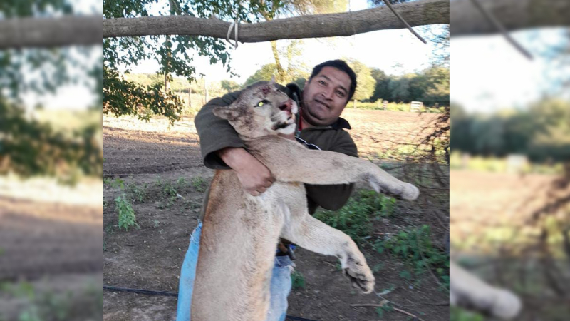 Se sacó fotos con un puma muerto y terminó preso por caza furtiva