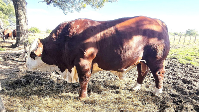 Dos líneas clonales de pastos desarrolladas por el INTA Corrientes