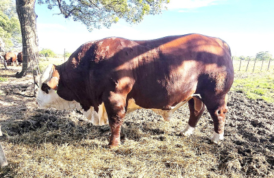 Dos líneas clonales de pastos desarrolladas por el INTA Corrientes