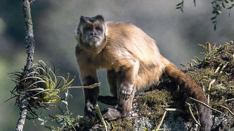 Llega una nueva edición del Safari de Invierno: una invitación a observar la naturaleza en todo el país