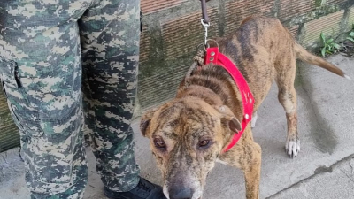 Rescataron a dos perros víctimas de maltrato en una casa del barrio Don Santiago II